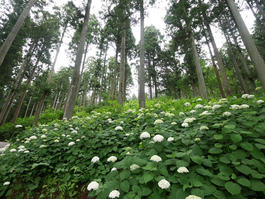 みちのくあじさい園の紫陽花2024Ⅵ