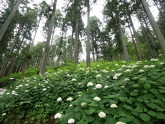 みちのくあじさい園の紫陽花2024Ⅵ