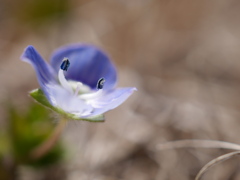 農業園芸センターのオオイヌノフグリ2026Ⅲ