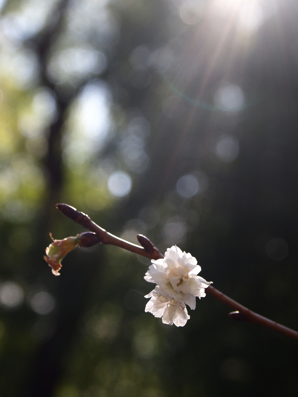 鹽竈神社の子福桜2018