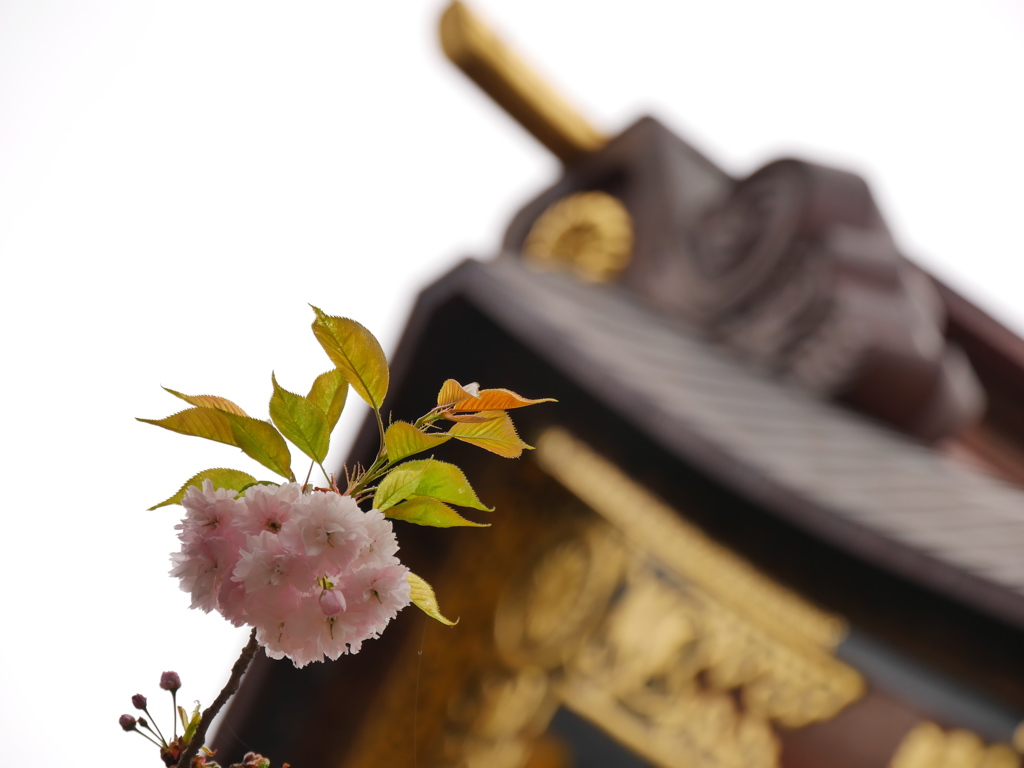 鹽竈桜2016Ⅲ