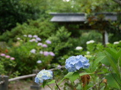 資福寺の紫陽花2025Ⅲ