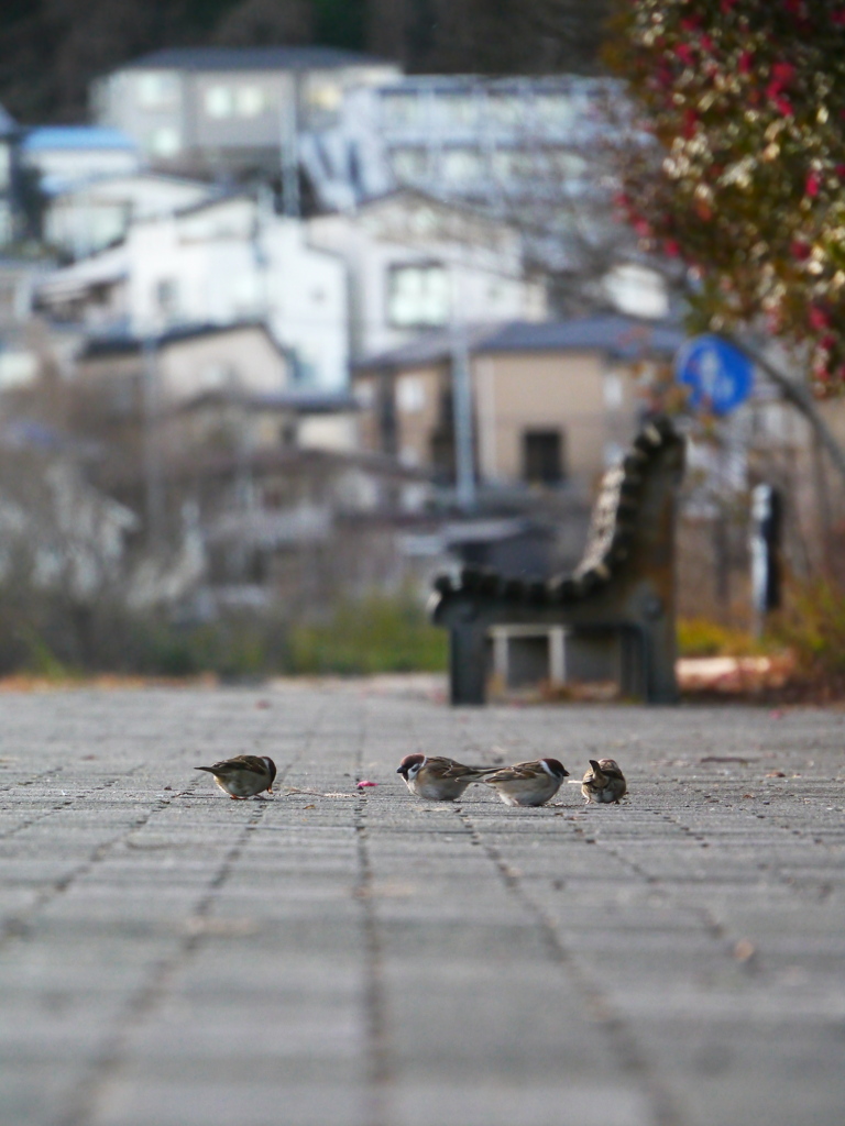 河原の雀