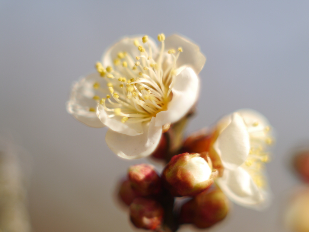 農業園芸センターの梅2026