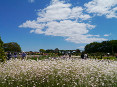 農業園芸センターの白い花