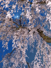 近所の枝垂桜Ⅱ