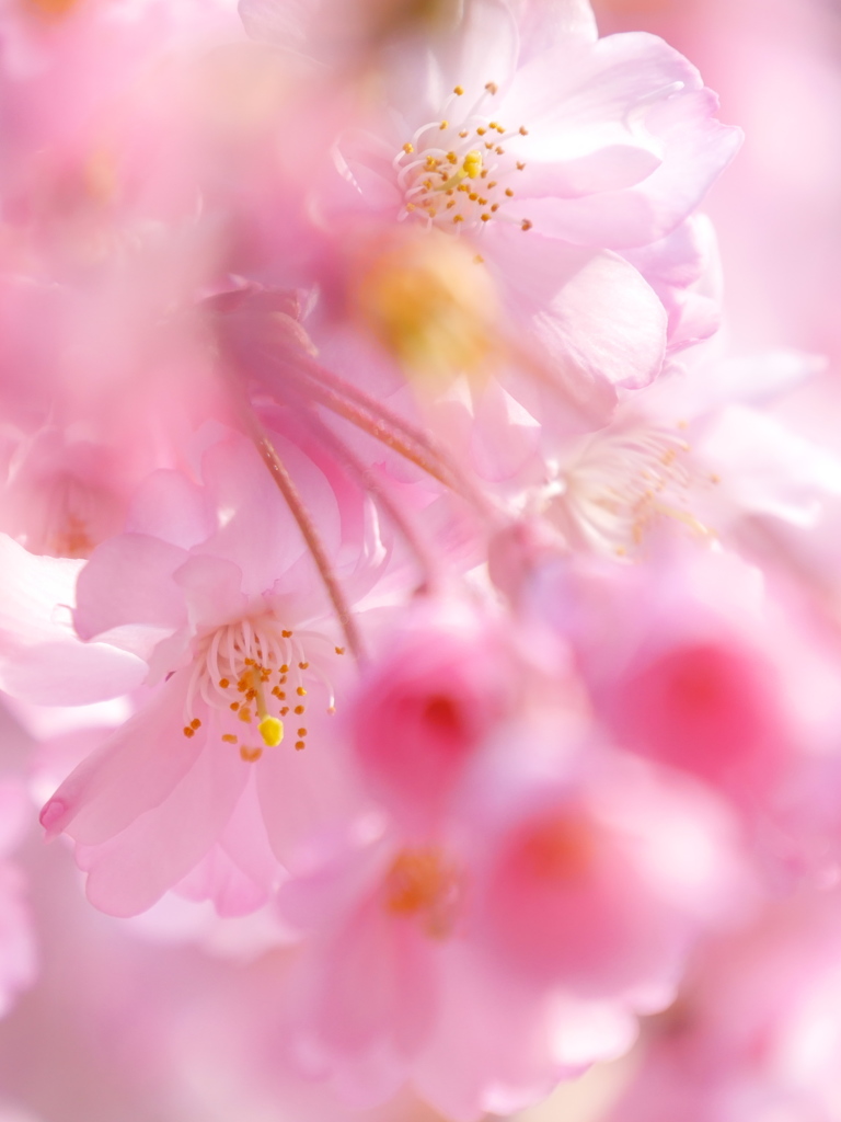 職場の枝垂桜2017Ⅳ