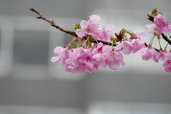 表参道の桜
