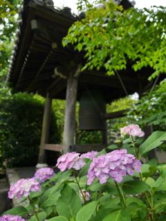 資福寺の紫陽花2020Ⅴ