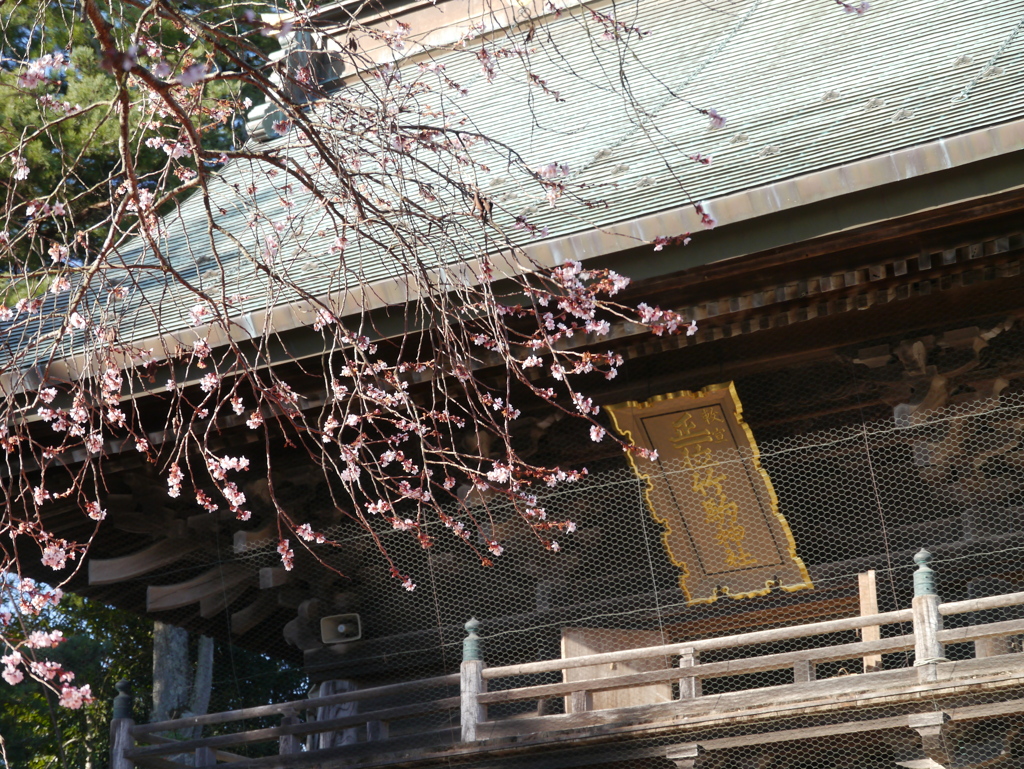 竹駒神社の四季桜2024
