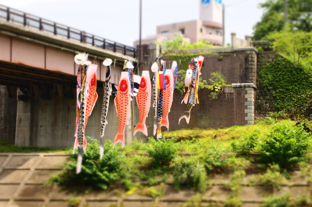 ６月の鯉のぼり