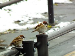 また降ってきたな～。