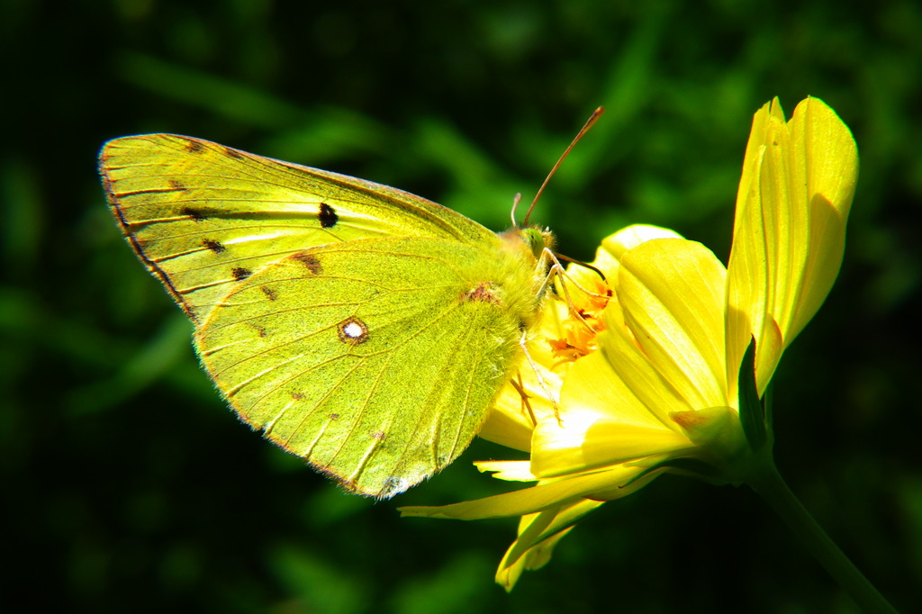 YELLOW&YELLOW