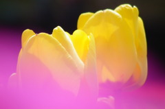 Purple & Yellow