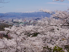 花見山公園2018Ⅴ