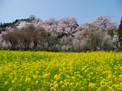 花見山公園2022Ⅱ