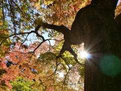 公園のモミジⅥ