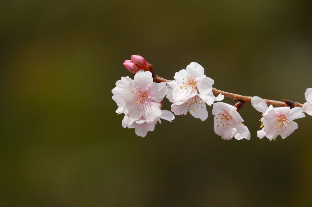 鹽竈神社の四季桜2016Ⅱ