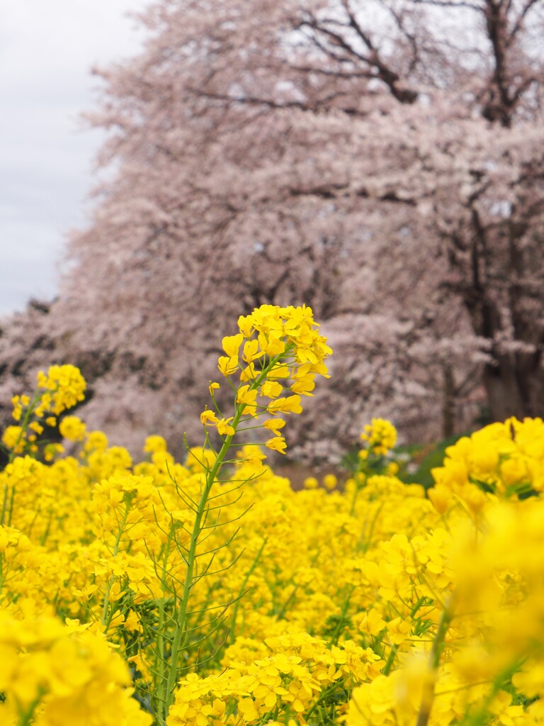 河川敷の菜の花畑2020Ⅱ