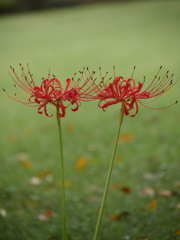 野草園の彼岸花