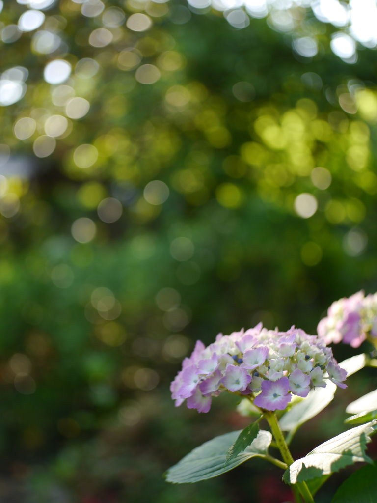 資福寺の紫陽花2022Ⅹ
