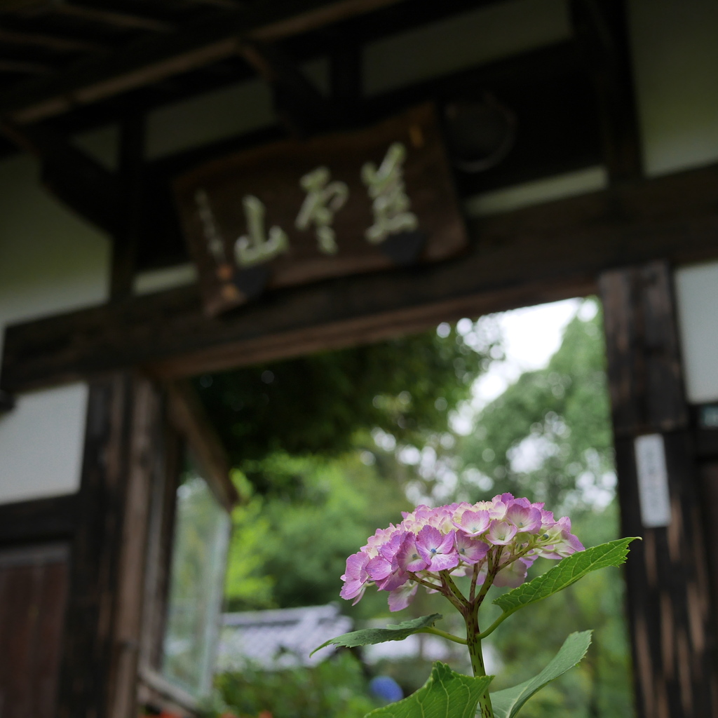 資福寺の紫陽花2024Ⅲ