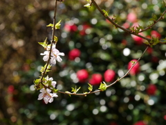 花見山公園2018Ⅸ