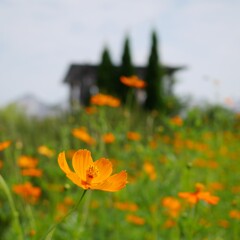 農業園芸センターのキバナコスモス