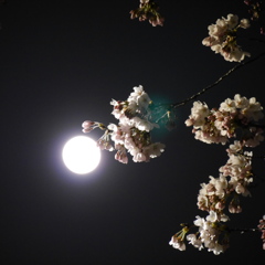 月見桜Ⅳ