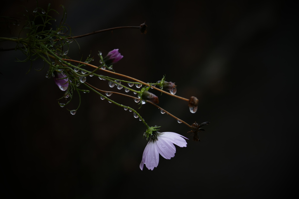 雨の庭先Ⅴ