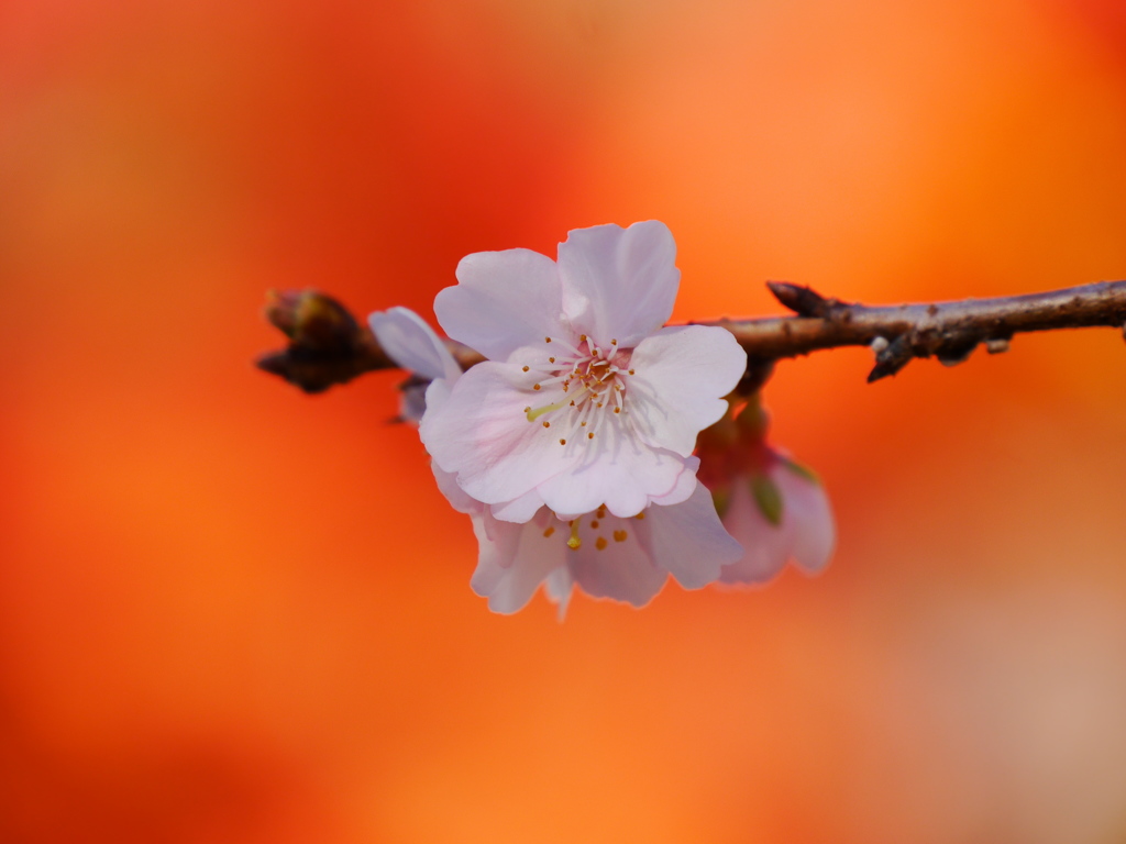 鹽竈神社の四季桜Ⅱ