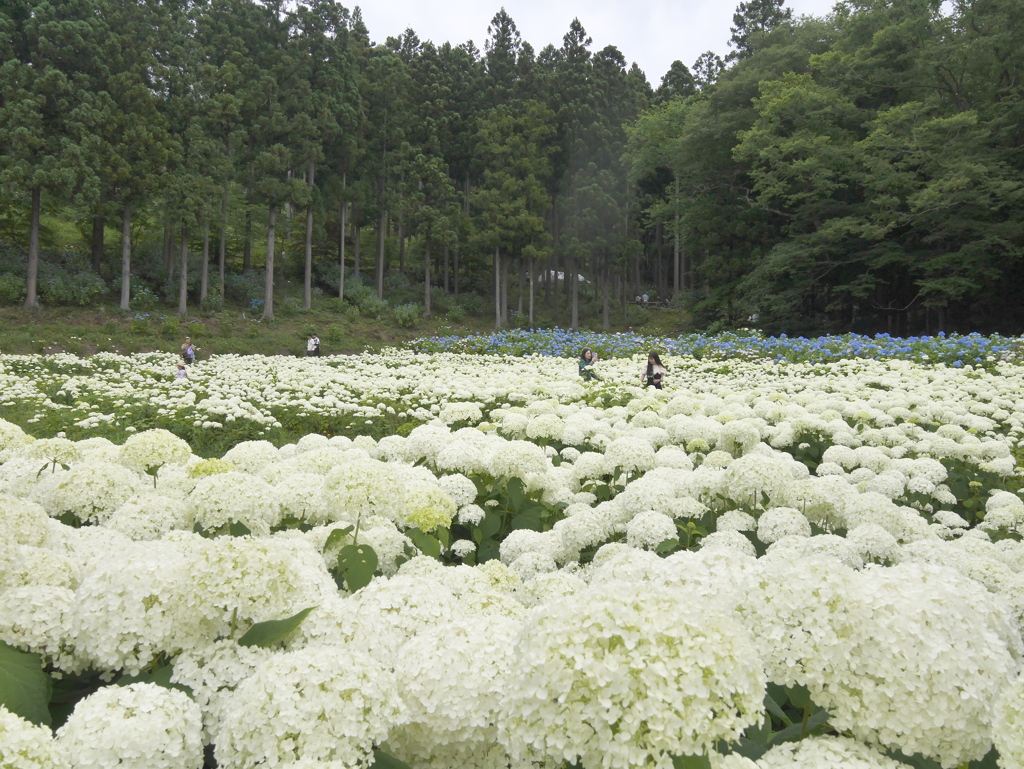 みちのくあじさい園の紫陽花2024Ⅶ