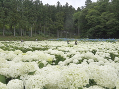 みちのくあじさい園の紫陽花2024Ⅶ