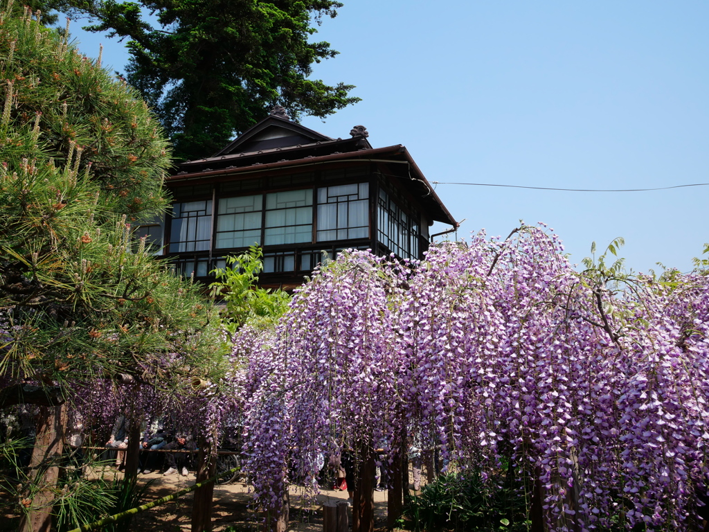 子平町の藤2019Ⅳ