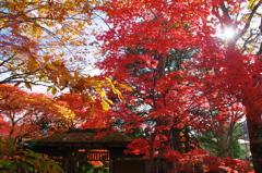 秋の定義山Ⅳ