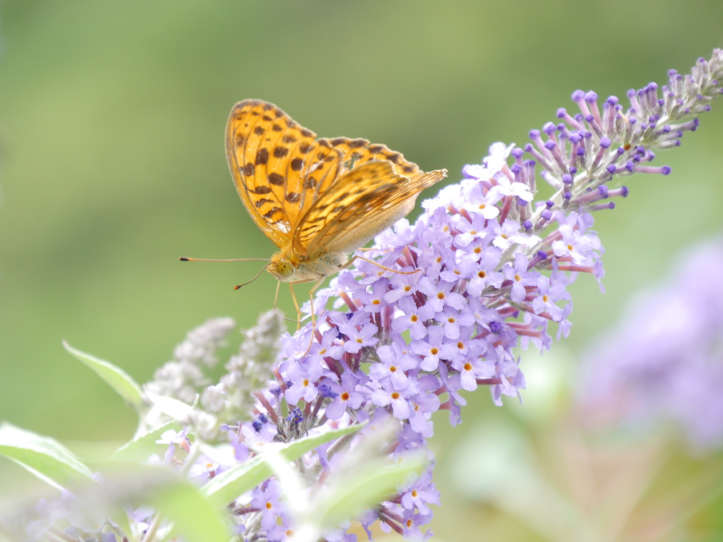 ガーデンのヒョウモンチョウⅢ
