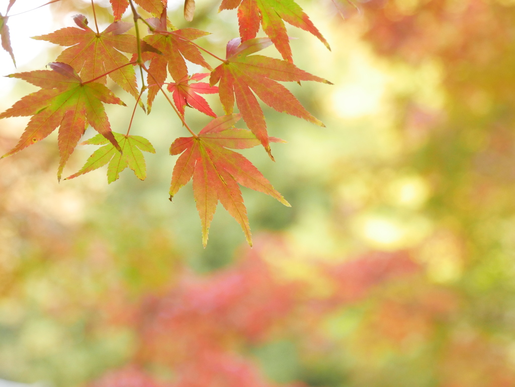 薬師堂のモミジⅦ