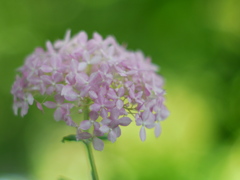 船岡城址公園のアジサイⅤ