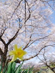 一目千本桜2017Ⅳ