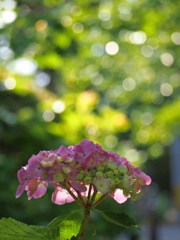 資福寺の紫陽花2015Ⅵ