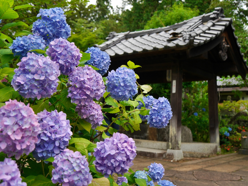 資福寺の紫陽花2020Ⅳ