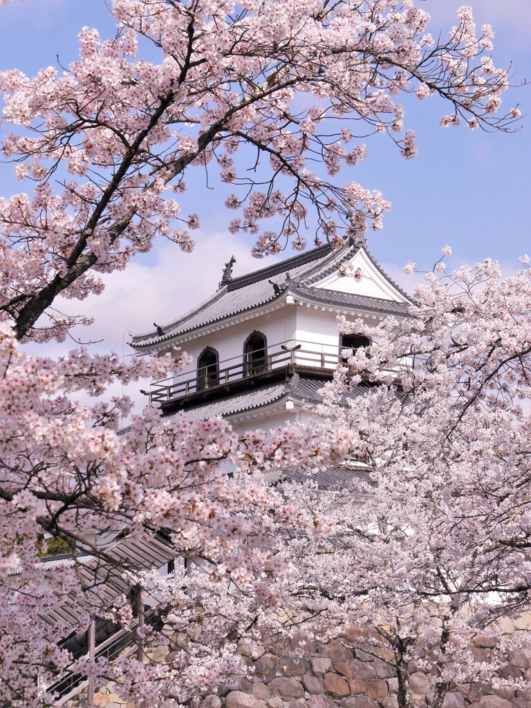 白石城の桜2021Ⅱ