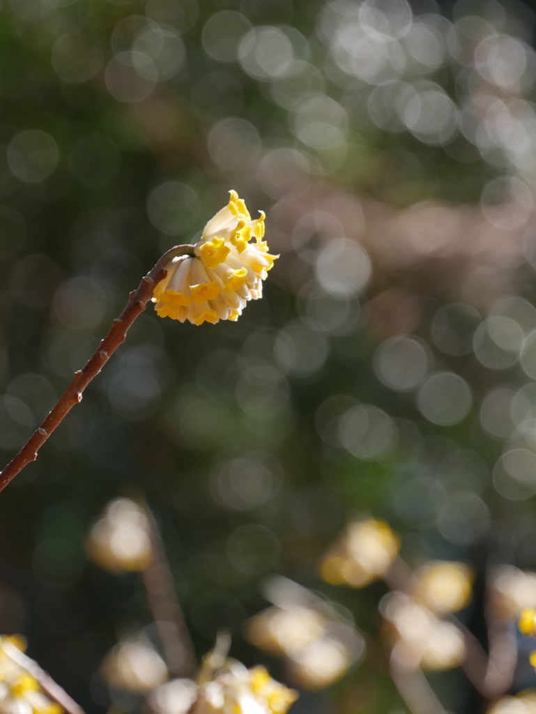 野草園のミツマタ