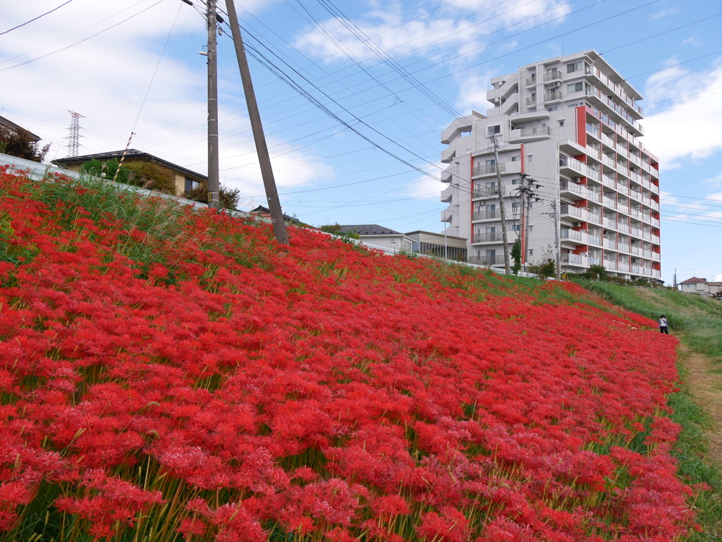 河原の彼岸花2023
