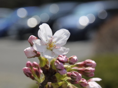 開花しました