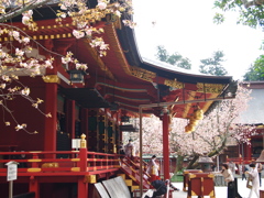 鹽竈神社の鹽竈桜2022Ⅲ