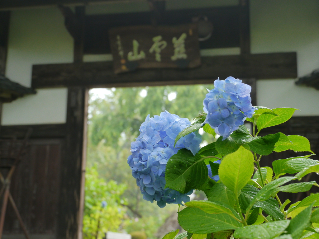 資福寺の紫陽花2017