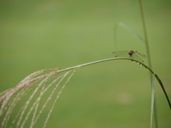野草園のトンボⅢ