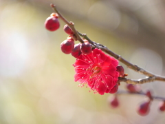 公園の紅梅2019