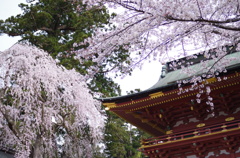 鹽竈神社の桜風景